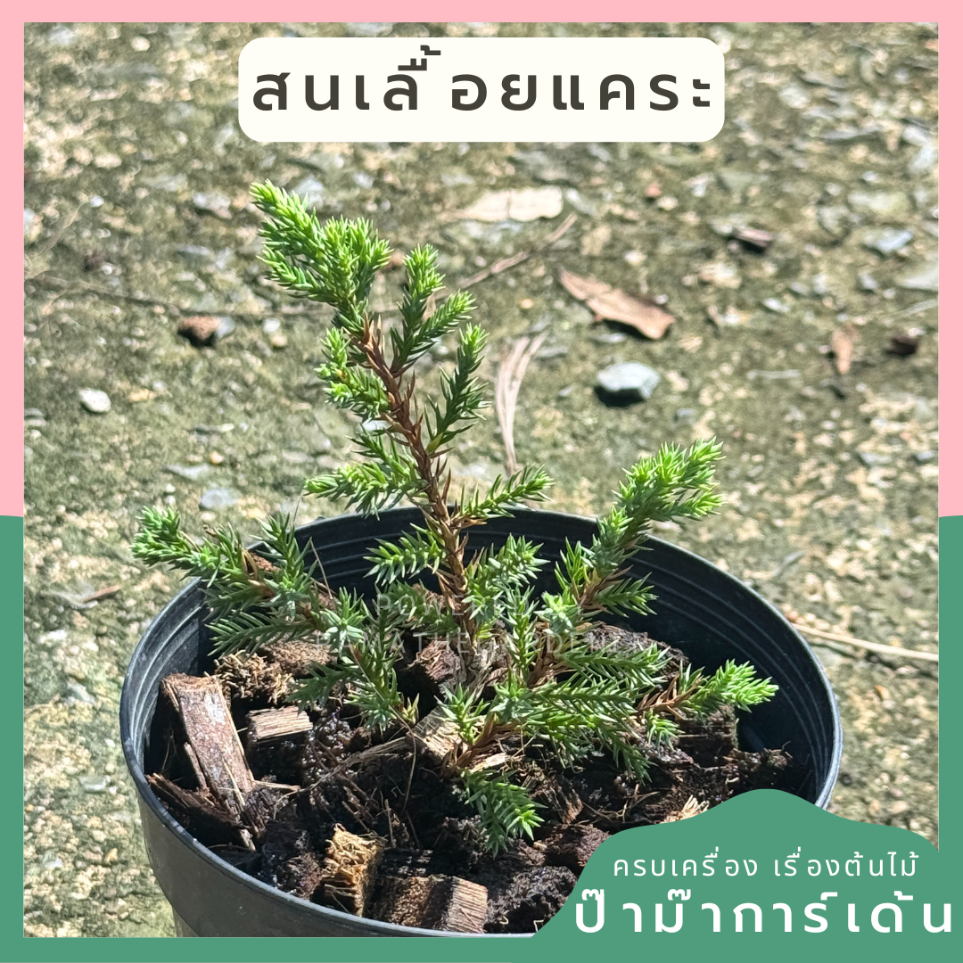 สนเลื้อยแคระ พร้อมกระถาง 5 นิ้ว