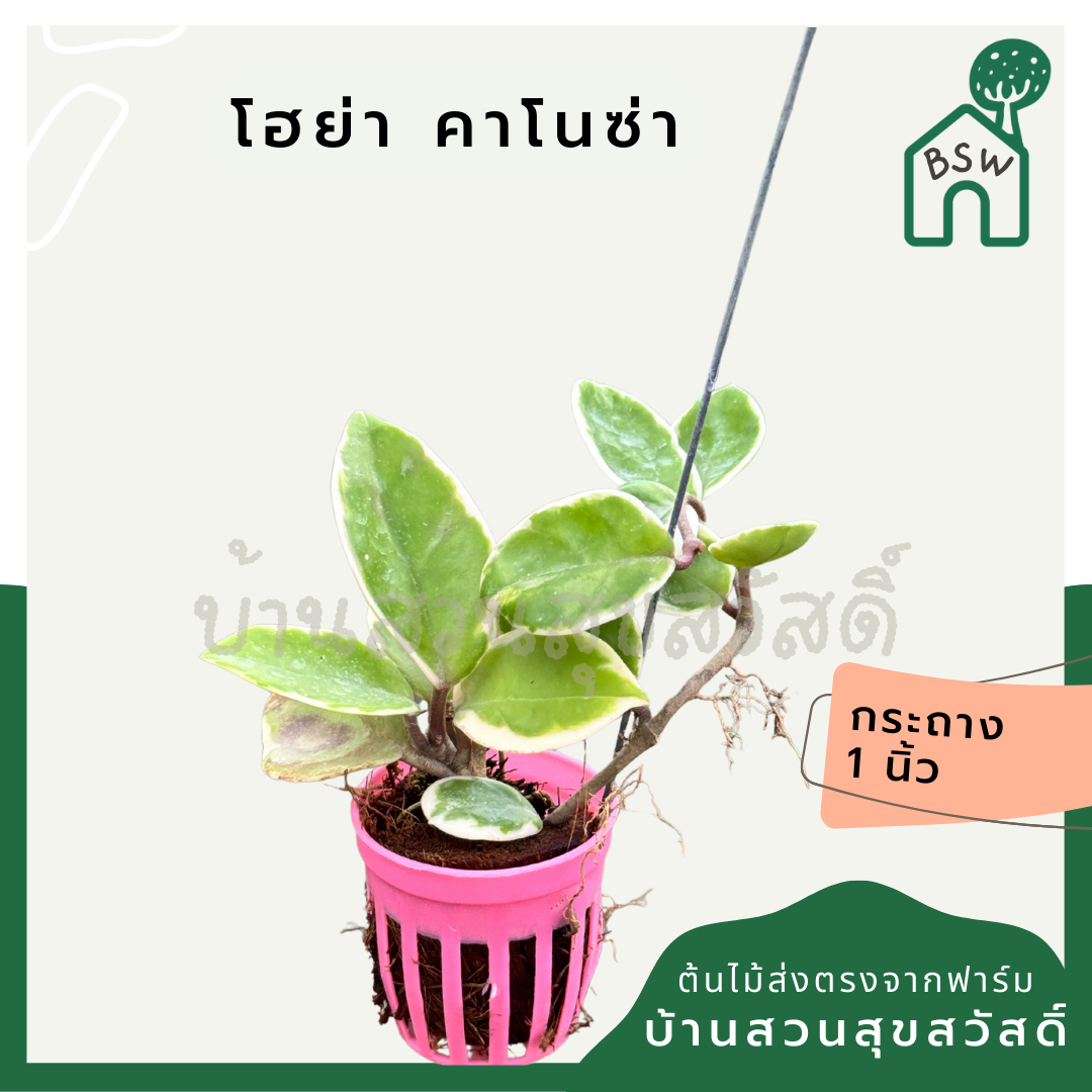 โฮย่าด่างชมพู Hoya Carnosa กระถางสี 1 นิ้ว พร้อมลวดแขวน