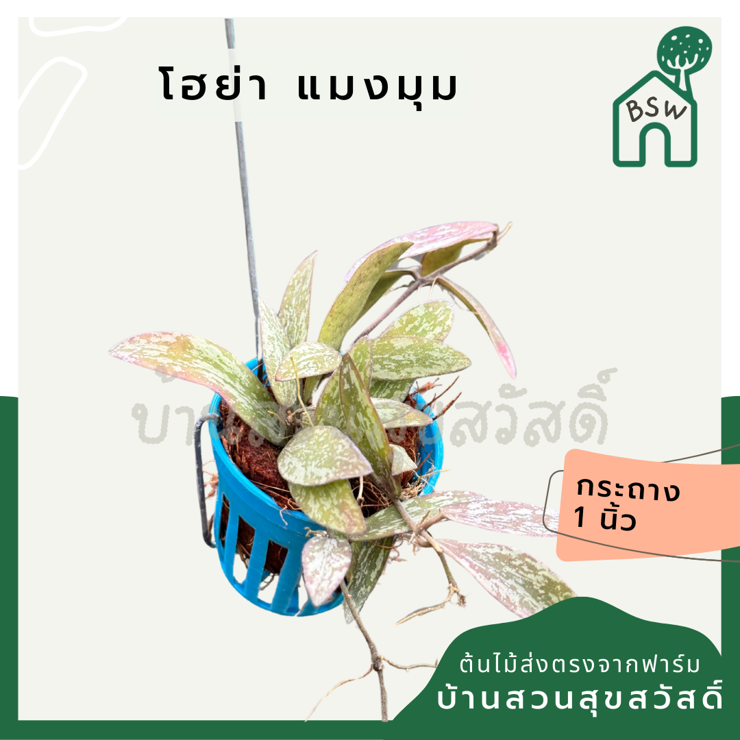 โฮย่า แมลงปอ Hoya Sigillatis กระถางสี 1 นิ้ว พร้อมลวดแขวน