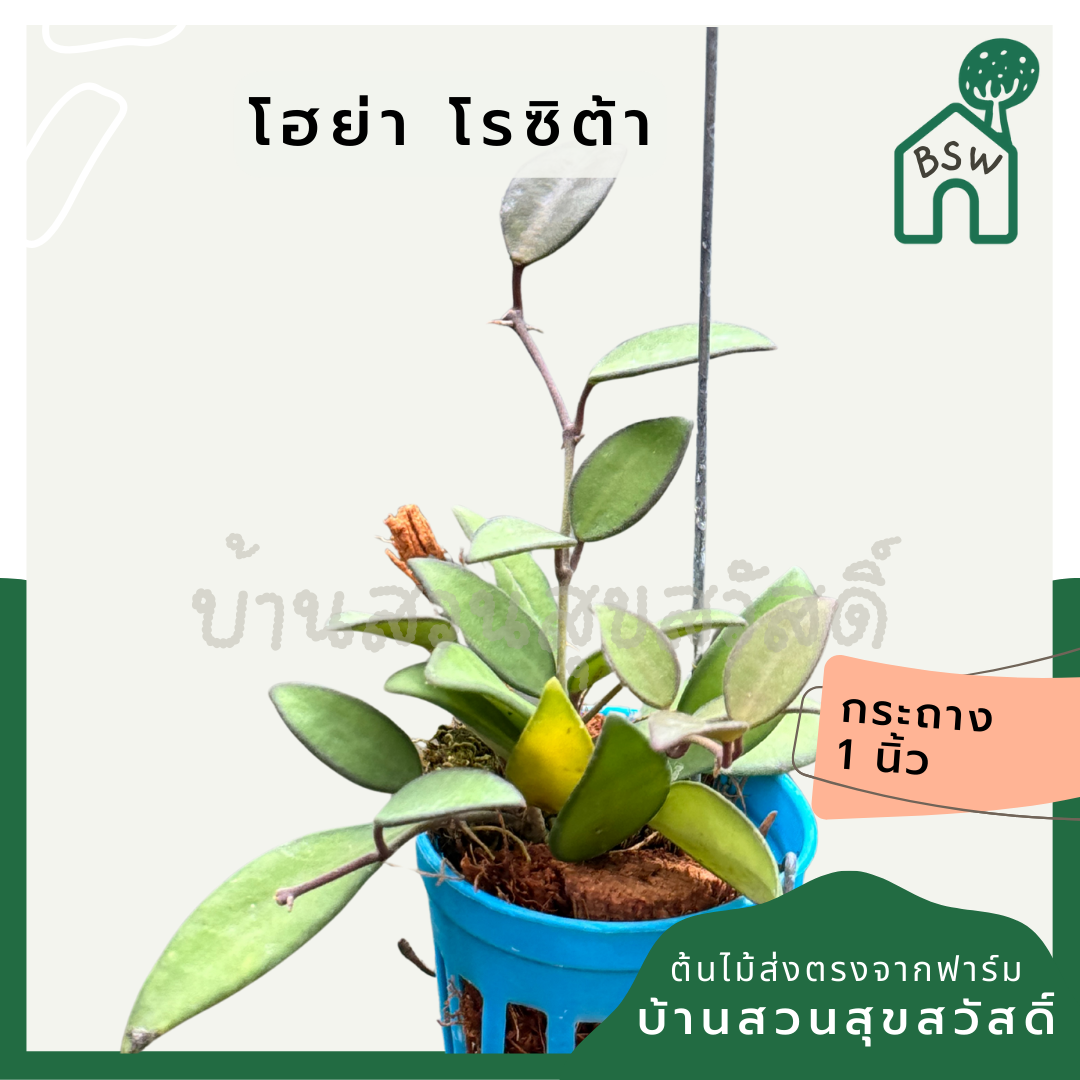 โฮย่า โรซิต้า Hoya Rosita กระถางสี 1 นิ้ว พร้อมลวดแขวน