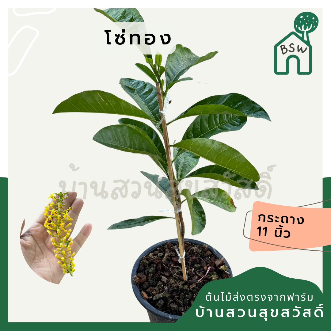 โซ่ทอง หรือ ต้นสร้อยสุวรรณ กระถาง 11 นิ้ว ต้นดอนญ่า เป็นไม้แดด