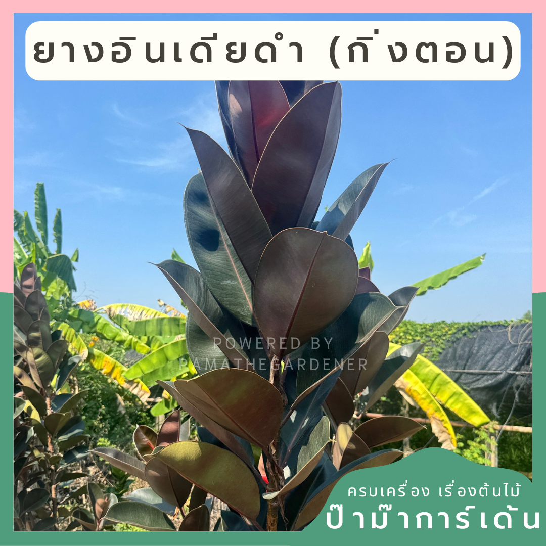 ยางอินเดียดำ (กิ่งตอน) ตุ้มตอนรากเดินดี รากขาว ใบใหญ่สวย