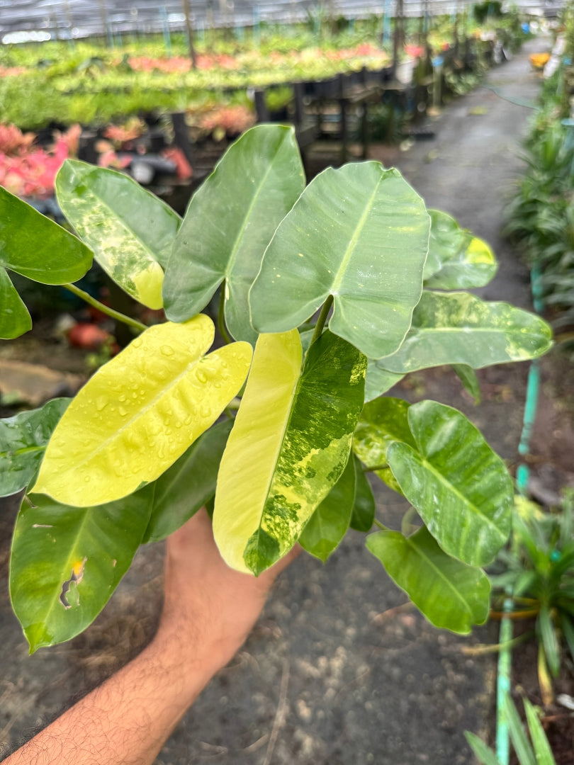 Philodendron burle marx Var. ฟิโลเดนดรอนเบอร์เบิ้ลมาร์ค ไม้ประดับชื่อมงคล ส่งพร้อมกระถาง