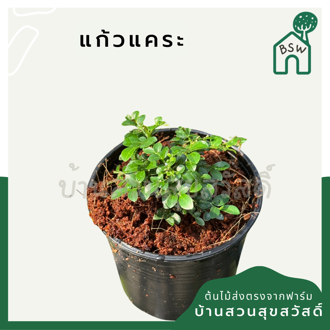 แก้วแคระมหามงคล 3 นิ้ว เมื่อโตขึ้นจะออกดอกตอนเช้า มีกลิ่นหอม