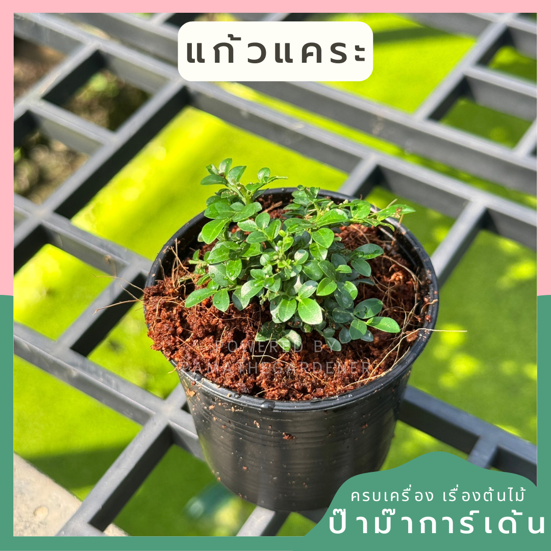 แก้วแคระมหามงคล 3 นิ้ว เมื่อโตขึ้นจะออกดอกตอนเช้า มีกลิ่นหอม