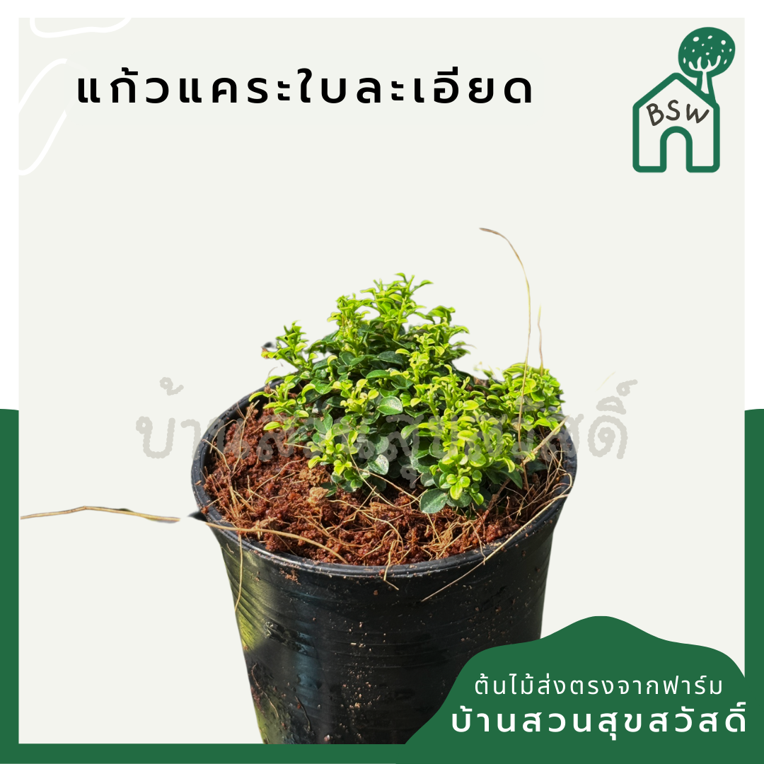 แก้วแคระใบละเอียด ขนาด 3 นิ้ว