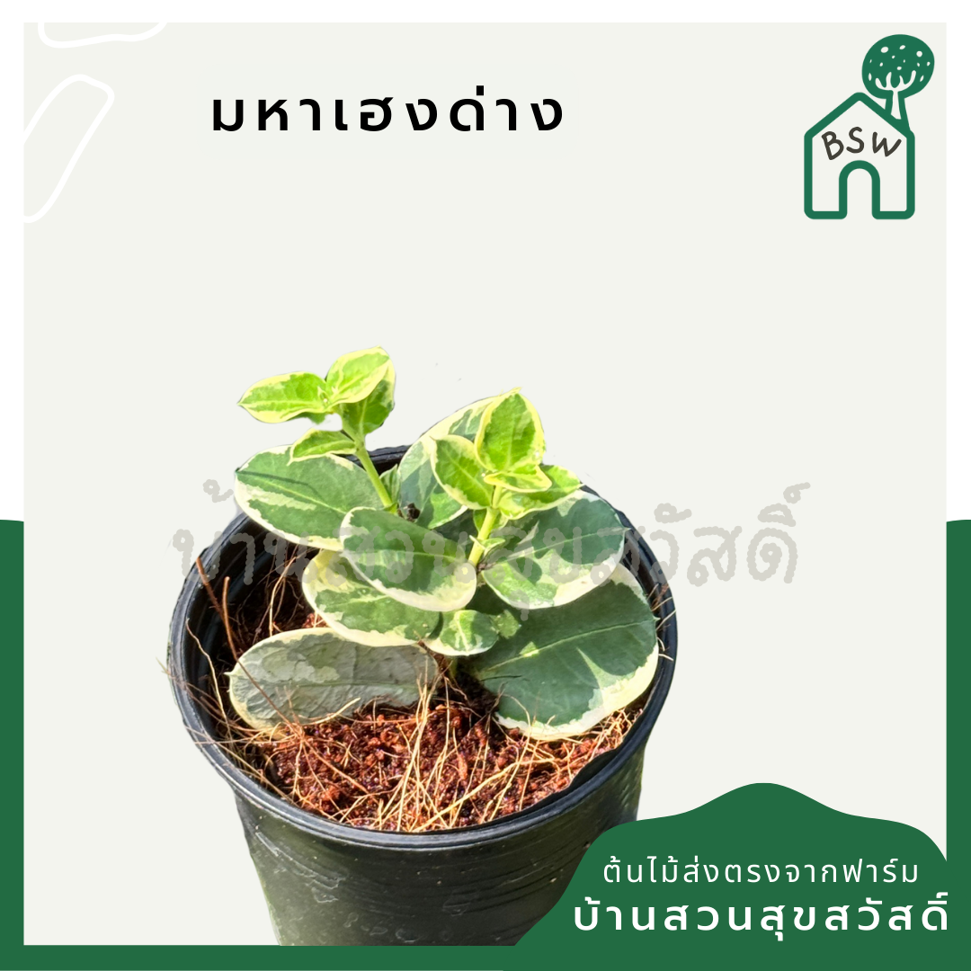 มหาเฮงด่าง กระพาง 3 นิ้ว