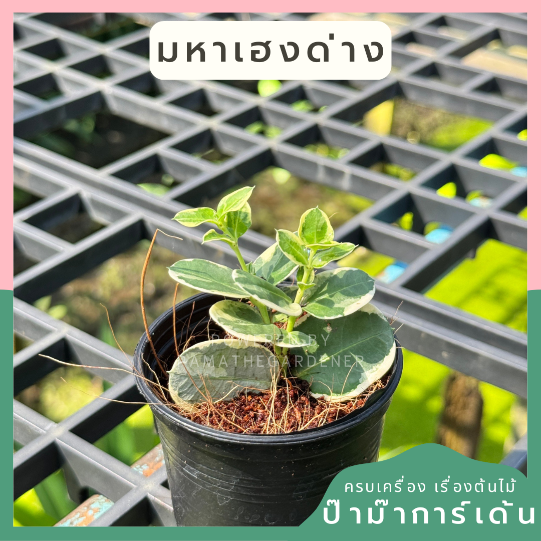 มหาเฮงด่าง กระพาง 3 นิ้ว
