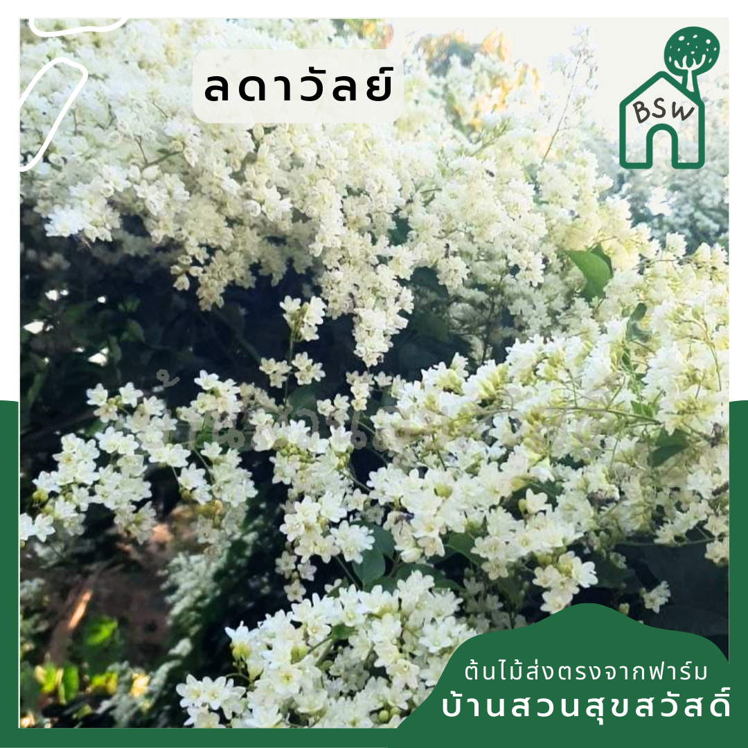 ต้นลดาวัลย์ ดอกสีขาว บานสะพรั่ง