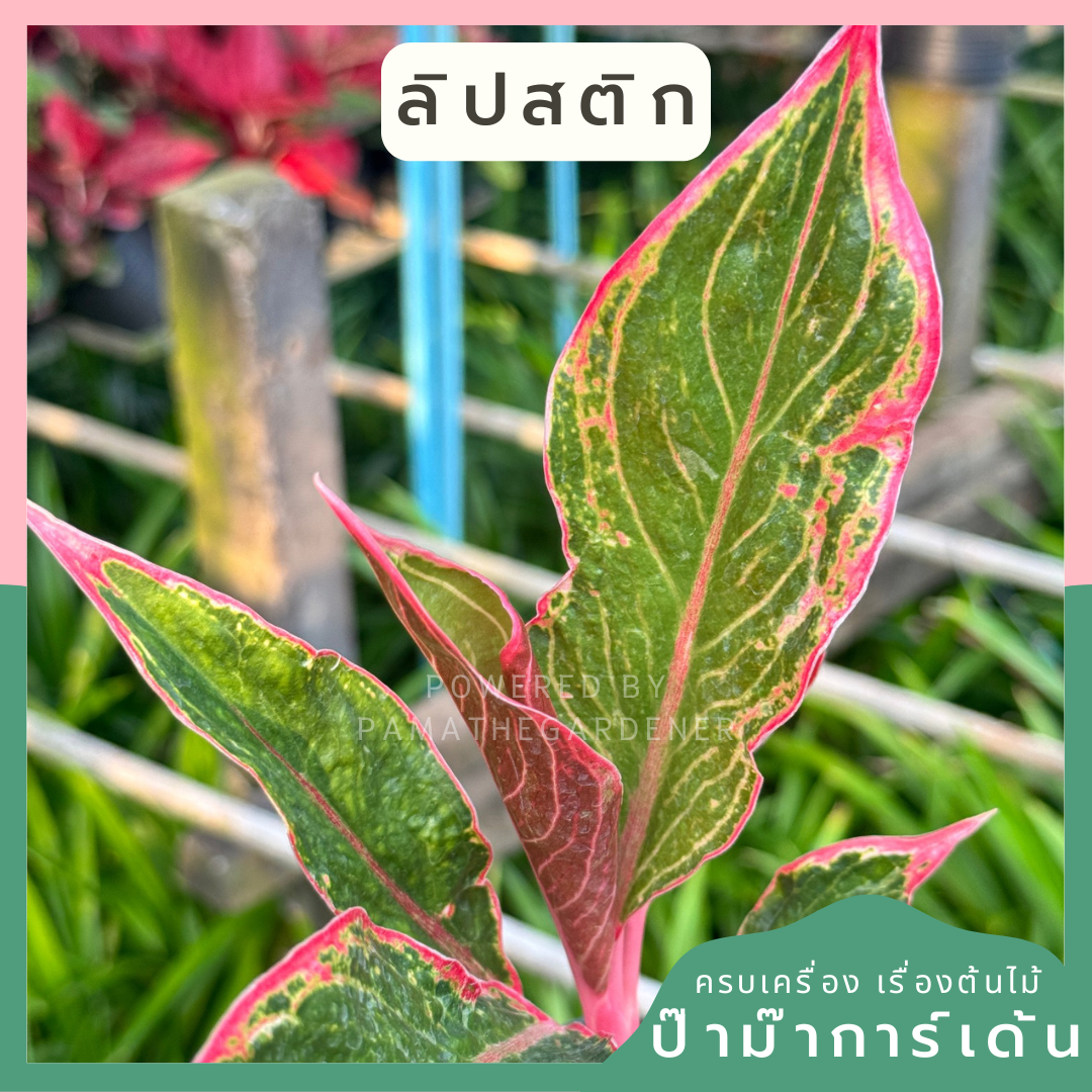 อโกลนีม่า ลิปสติก ส่งพร้อมกระถาง