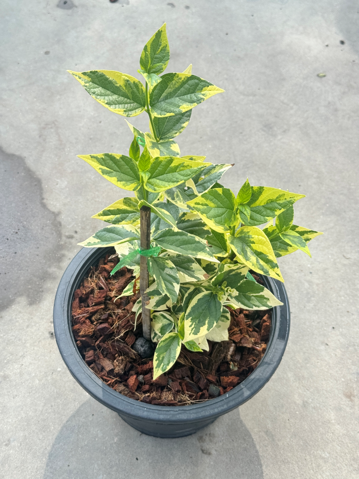 กรรณิการ์ กรรณิกาด่าง กระถาง 11 นิ้ว เป็นไม้ไทย