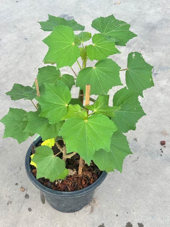 กรรณิการ์ กรรณิกาด่าง กระถาง 11 นิ้ว เป็นไม้ไทย