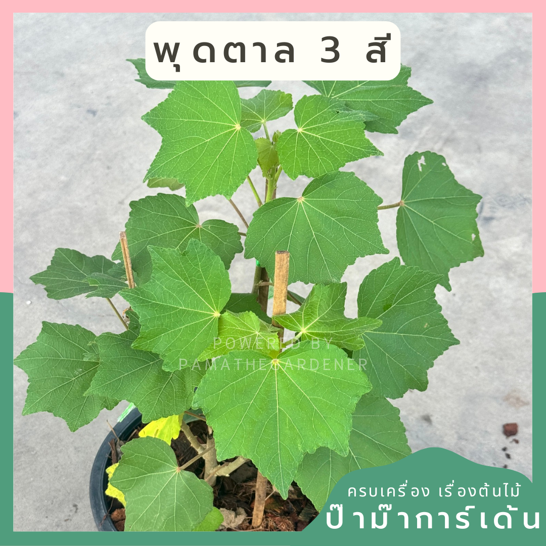 พุด 2 in 1 | Pud 2 in 1 | ไม้ดอกหอม ฟอร์มสวย | พร้อมกระถาง 11 นิ้ว