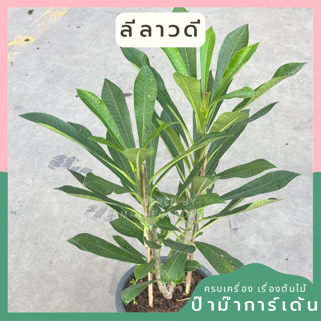 พุด 2 in 1 กระถาง 11 นิ้ว เป็นไม้ไทย