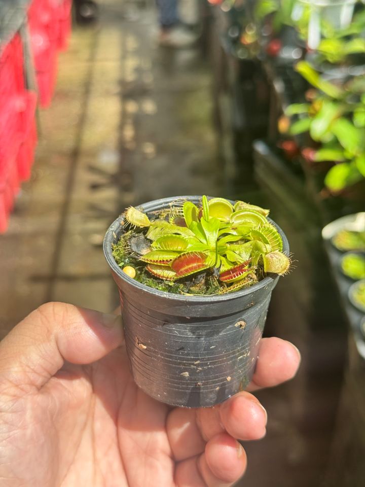 กาบหอยแครง กาบหอย กระถาง 3 นิ้ว ต้นไม้ตระกูลกินแมลง (Venus flytrap)