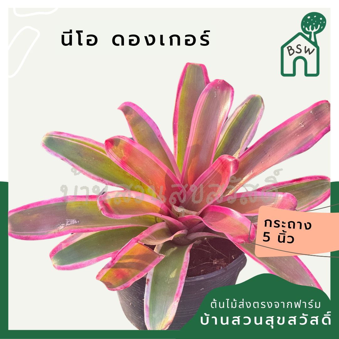 สัปปะรดไม้ขีดด่าง มีหลายชนิด Aechmea gamosepala