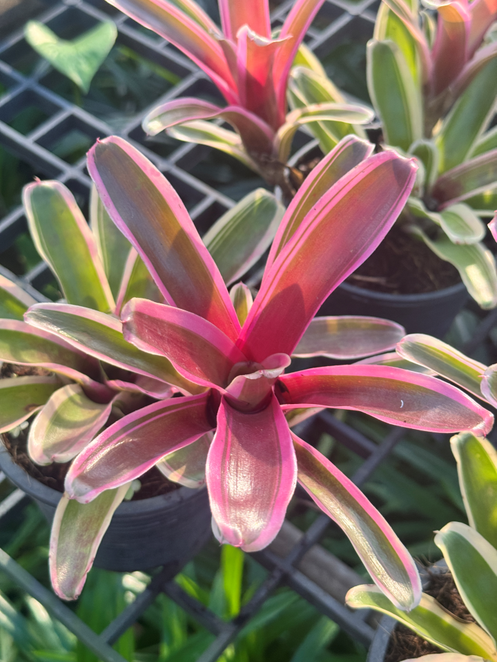 สัปปะรดไม้ขีดด่าง มีหลายชนิด Aechmea gamosepala