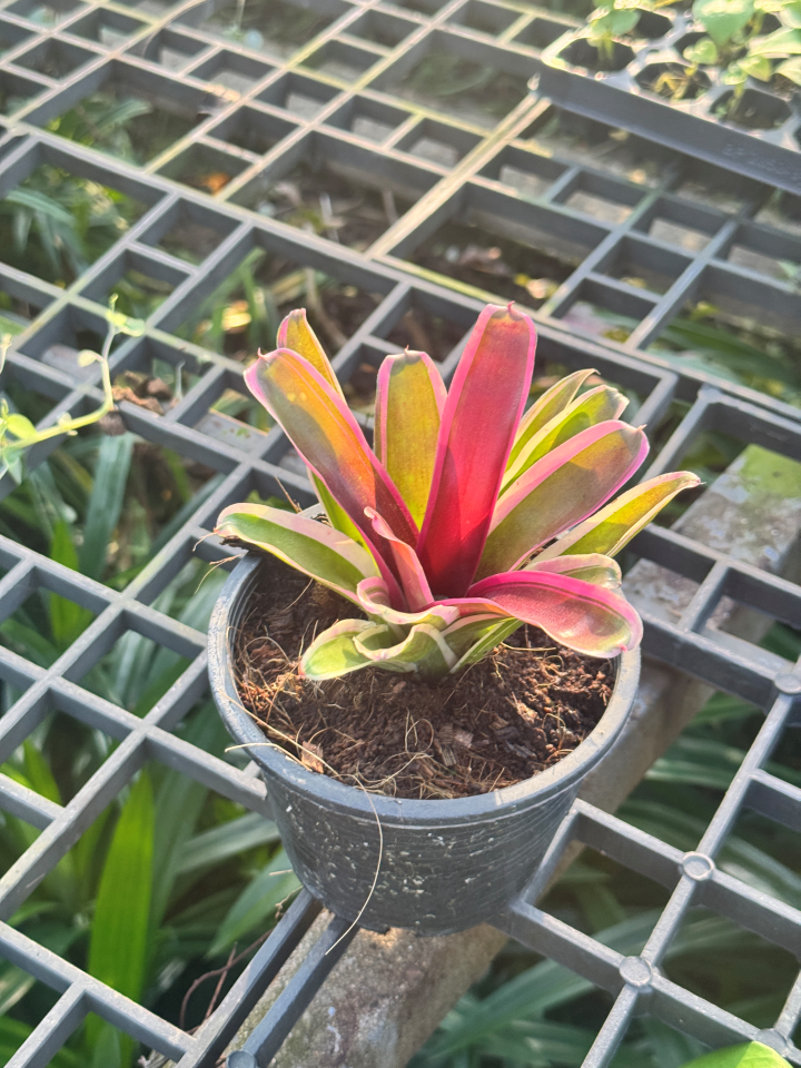 สัปปะรดไม้ขีดด่าง มีหลายชนิด Aechmea gamosepala