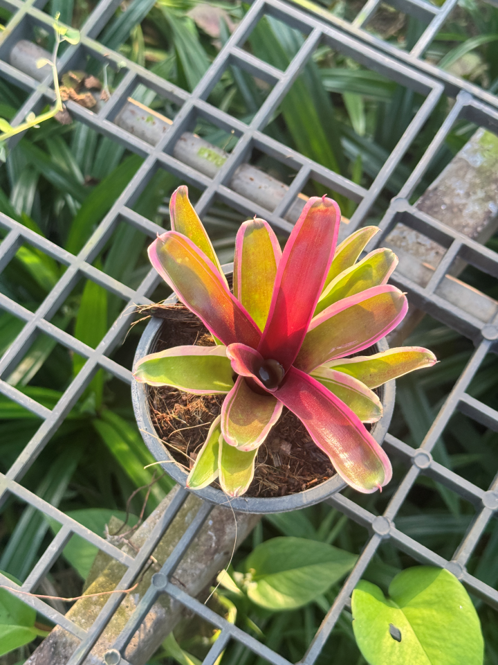 สัปปะรดไม้ขีดด่าง มีหลายชนิด Aechmea gamosepala