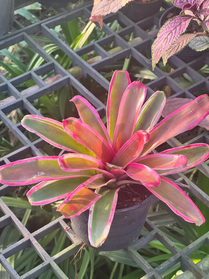 สัปปะรดไม้ขีดด่าง มีหลายชนิด Aechmea gamosepala