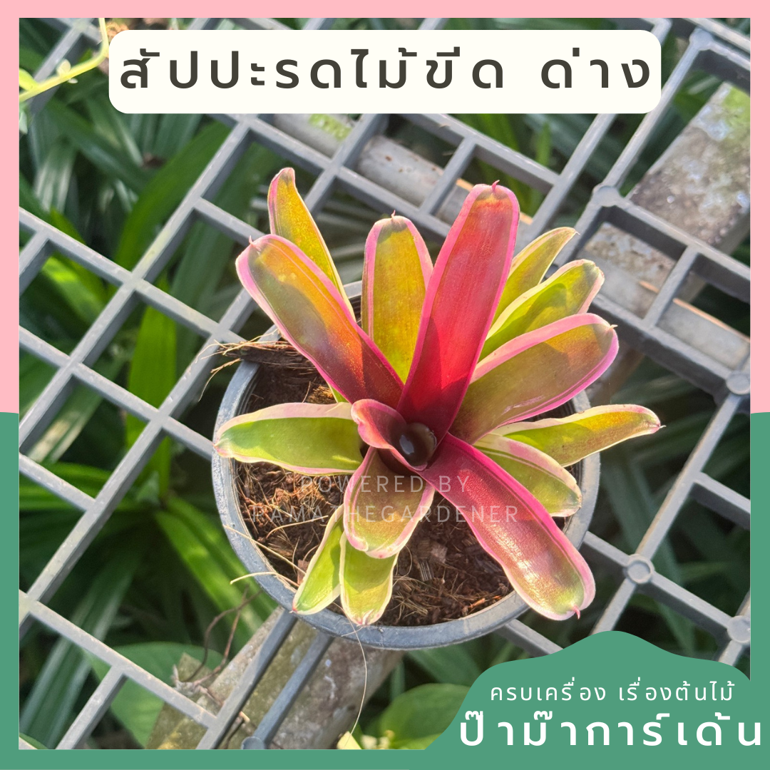 สัปปะรดไม้ขีดด่าง มีหลายชนิด Aechmea gamosepala