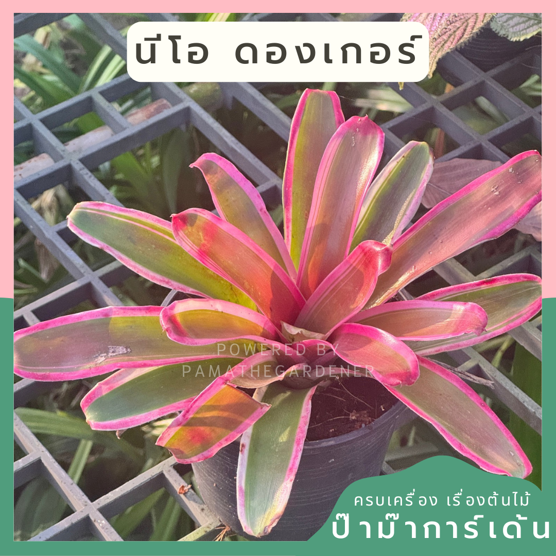 สัปปะรดไม้ขีดด่าง มีหลายชนิด Aechmea gamosepala