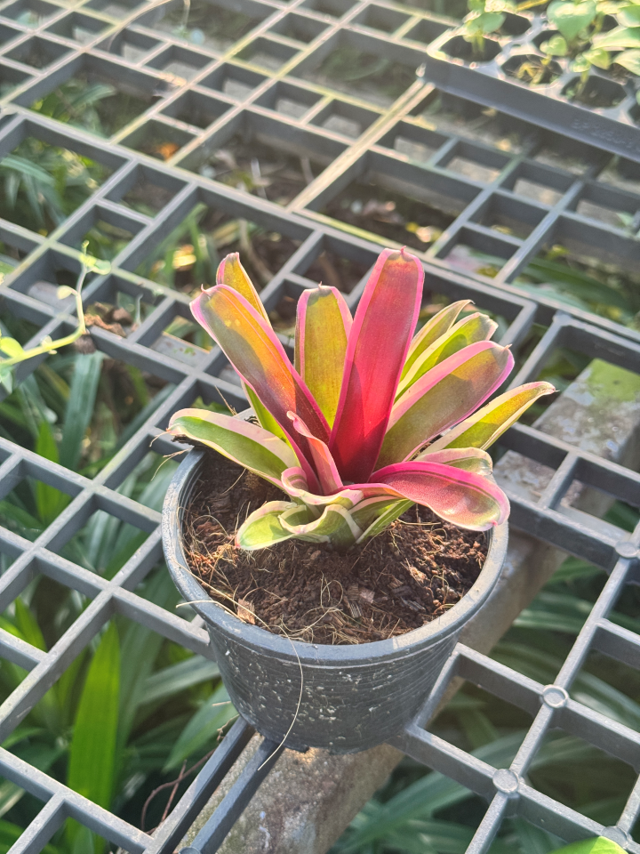 สัปปะรดไม้ขีดด่าง มีหลายชนิด Aechmea gamosepala