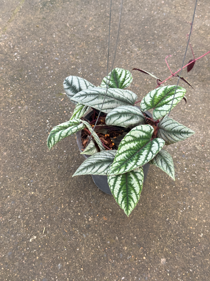 พลูนางฟ้า ต้นพลูนางฟ้า หรือพลูนางฟ้าจำแลง (Rex Begonia Vine / Cissus discolor Blume)