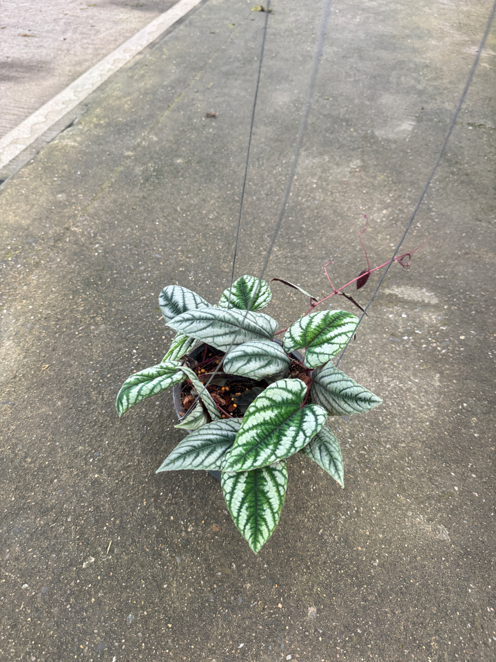 พลูนางฟ้า ต้นพลูนางฟ้า หรือพลูนางฟ้าจำแลง (Rex Begonia Vine / Cissus discolor Blume)