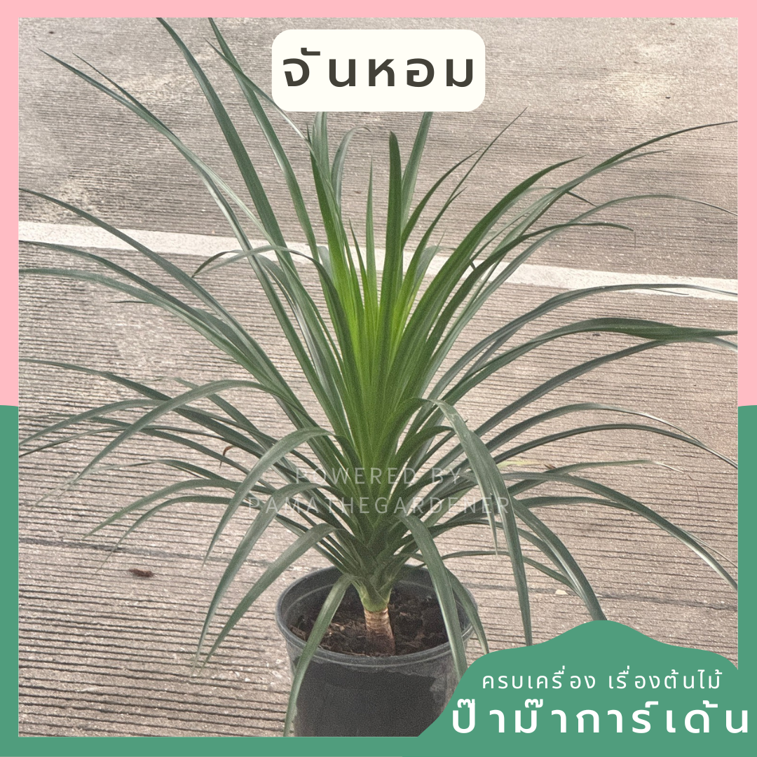 ต้นจันหอม | Chan Hom | ไม้มงคล ไม้ประดับจัดสวน | พร้อมกระถาง 8 นิ้ว