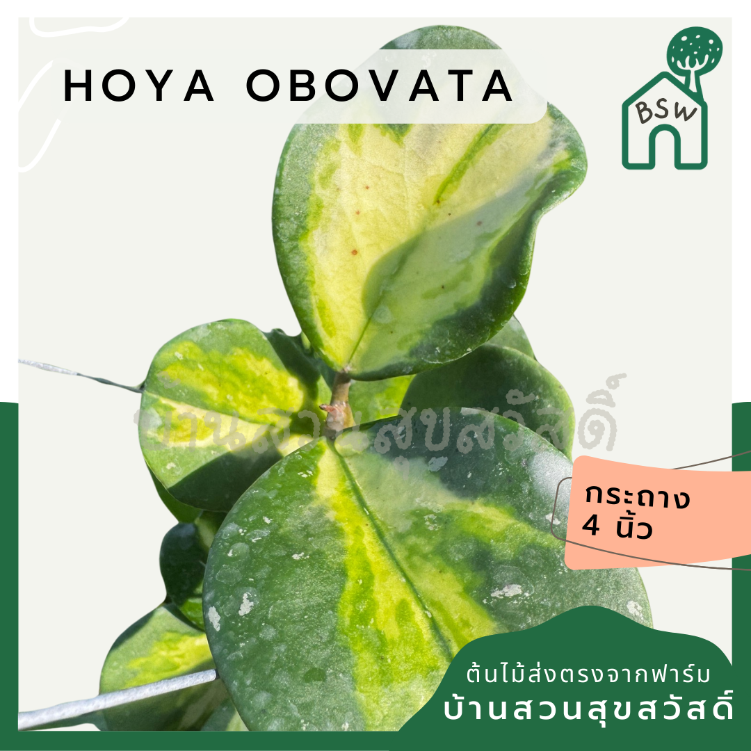 Hoya obovata | โฮย่าโอโบวาต้า ใบด่าง| ไม้เลื้อยดอกหอม | กระถาง 4 นิ้ว