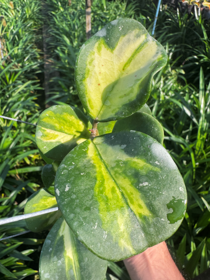 Hoya obovata | โฮย่าโอโบวาต้า ใบด่าง| ไม้เลื้อยดอกหอม | กระถาง 4 นิ้ว