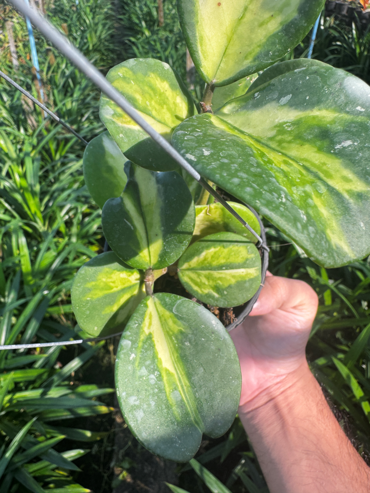 Hoya obovata | โฮย่าโอโบวาต้า ใบด่าง| ไม้เลื้อยดอกหอม | กระถาง 4 นิ้ว
