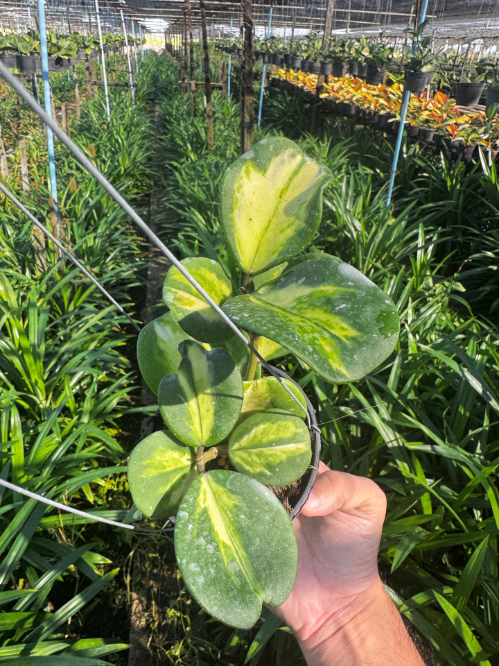 Hoya obovata | โฮย่าโอโบวาต้า ใบด่าง| ไม้เลื้อยดอกหอม | กระถาง 4 นิ้ว