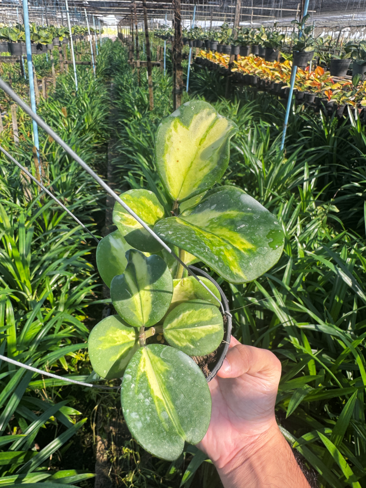 Hoya obovata | โฮย่าโอโบวาต้า ใบด่าง| ไม้เลื้อยดอกหอม | กระถาง 4 นิ้ว