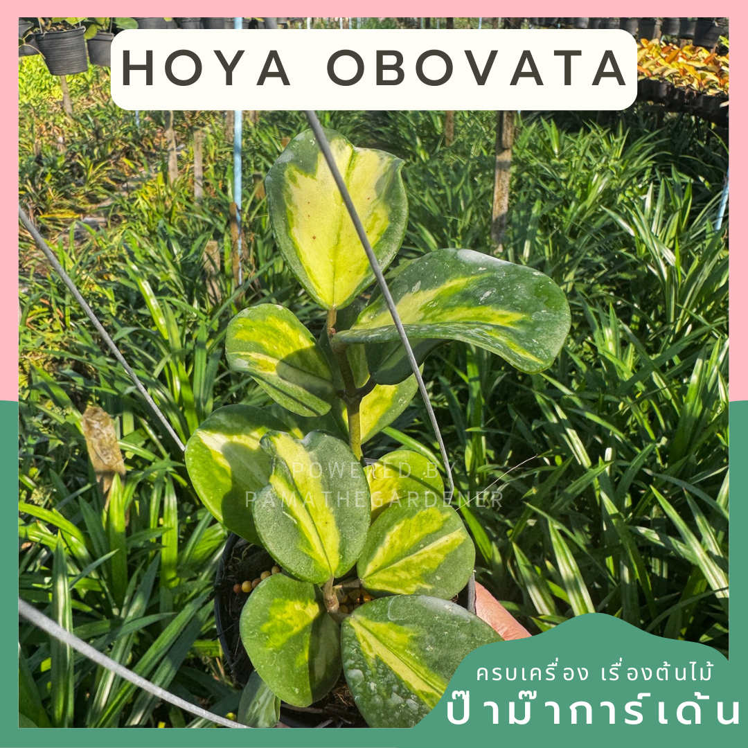 Hoya obovata | โฮย่าโอโบวาต้า ใบด่าง| ไม้เลื้อยดอกหอม | กระถาง 4 นิ้ว