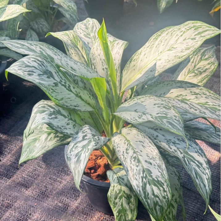 อโกลนีม่าเศรษฐีใบละพัน (Sethi Baila Pan) กระถาง 8 นิ้ว