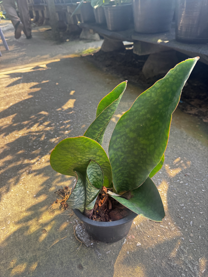 ครีบปลาวาฬ | Whale Fin Sansevieria | ต้นไม้ฟอกอากาศในบ้าน | กระถาง 4-8 นิ้ว