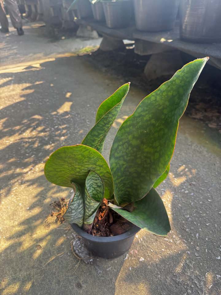 ครีบปลาวาฬ | Whale Fin Sansevieria | ต้นไม้ฟอกอากาศในบ้าน | กระถาง 4-8 นิ้ว