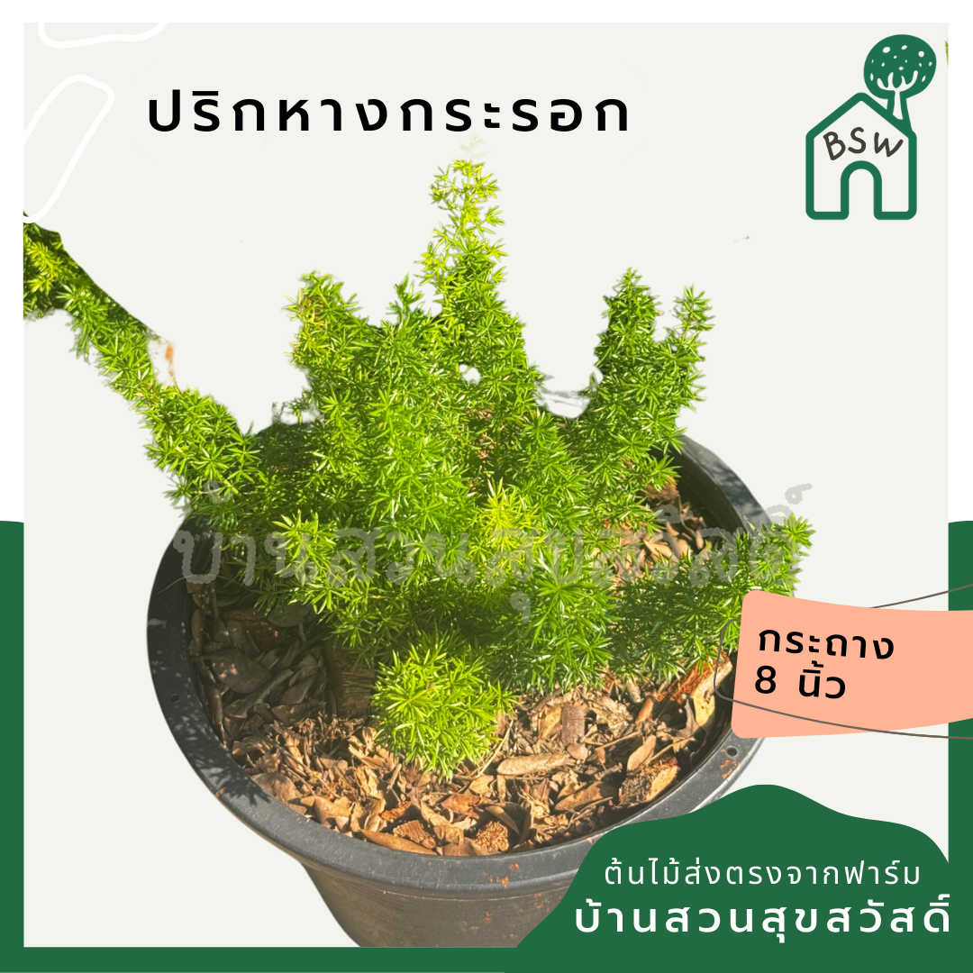 ปริกหางกระรอก พร้อมกระถาง