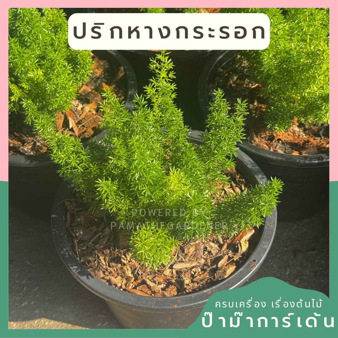 ปริกหางกระรอก พร้อมกระถาง