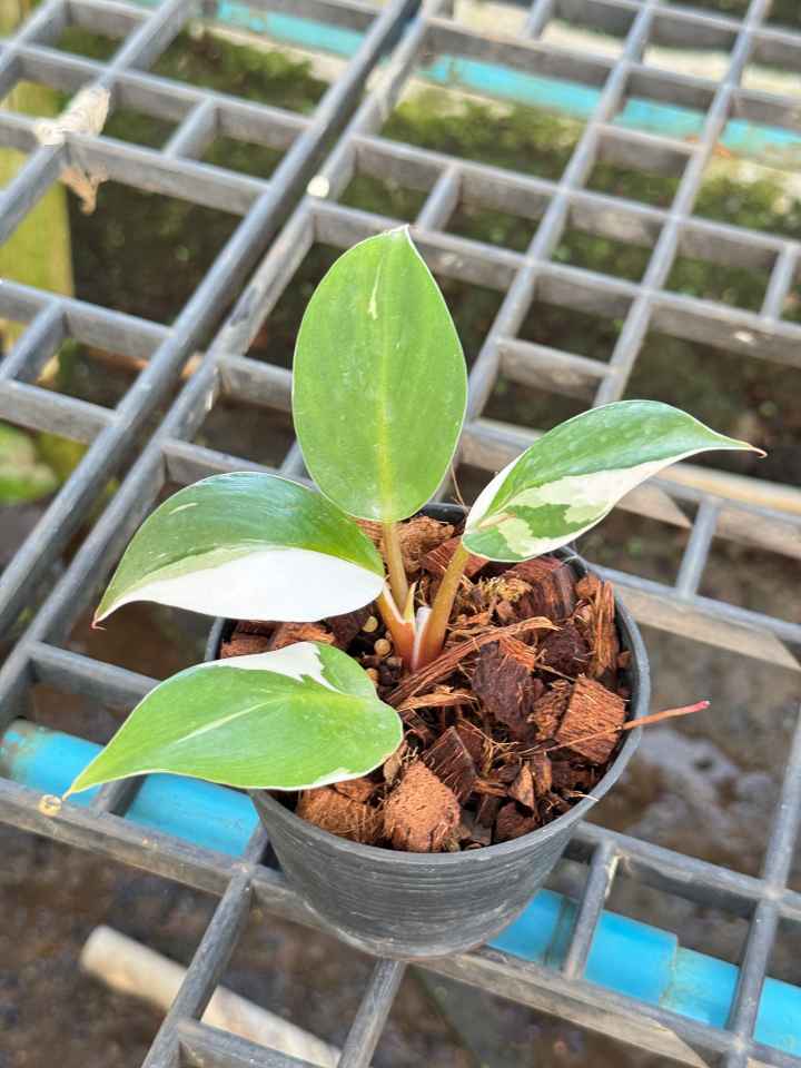 Philodendron White Wizard Marble ฟิโลพ่อมดขาว ฟิโลเดนดรอนไวท์วิสาด ส่งพร้อมกระถาง