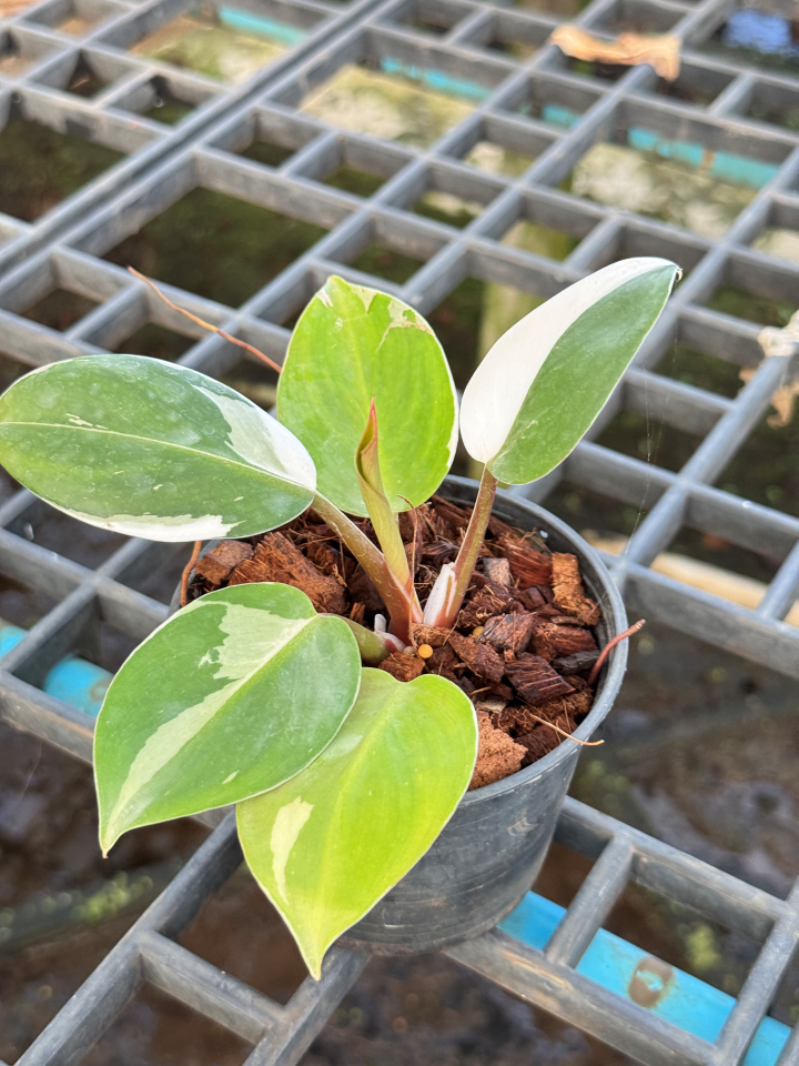 Philodendron White Wizard Marble ฟิโลพ่อมดขาว ฟิโลเดนดรอนไวท์วิสาด ส่งพร้อมกระถาง