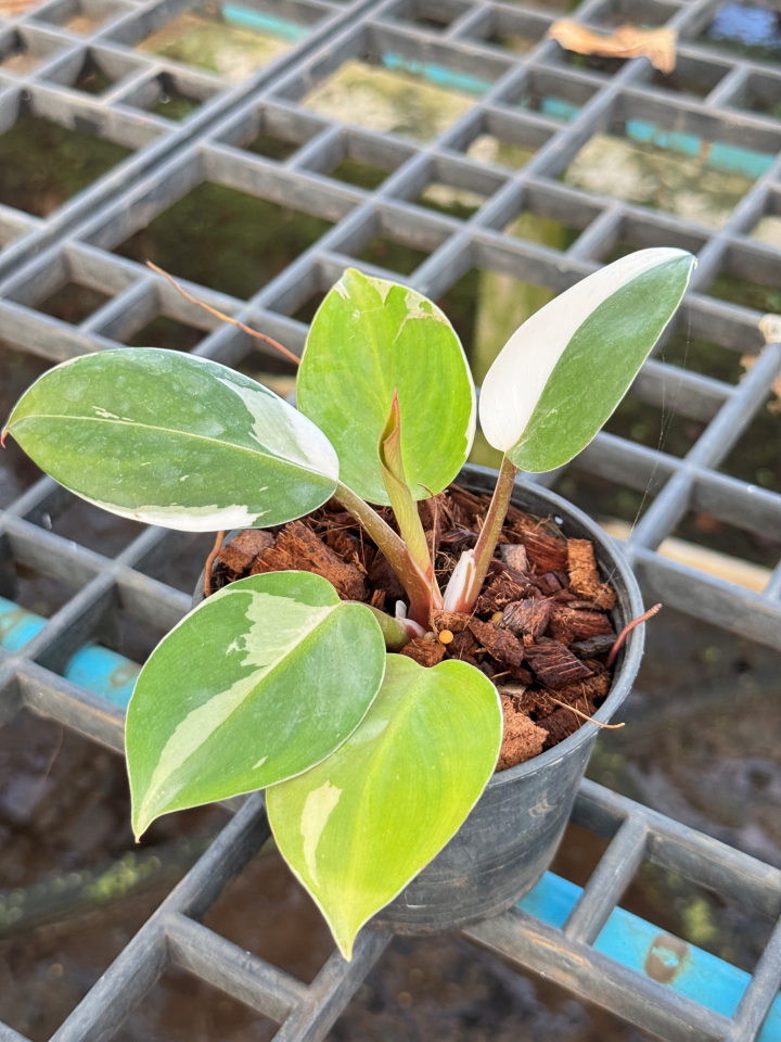 Philodendron White Wizard Marble ฟิโลพ่อมดขาว ฟิโลเดนดรอนไวท์วิสาด ส่งพร้อมกระถาง