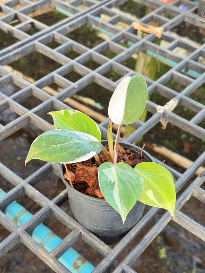 Philodendron White Wizard Marble ฟิโลพ่อมดขาว ฟิโลเดนดรอนไวท์วิสาด ส่งพร้อมกระถาง