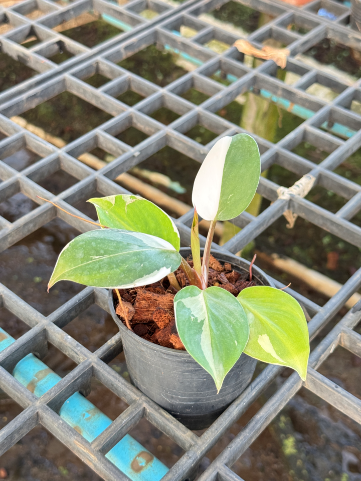 Philodendron White Wizard Marble ฟิโลพ่อมดขาว ฟิโลเดนดรอนไวท์วิสาด ส่งพร้อมกระถาง