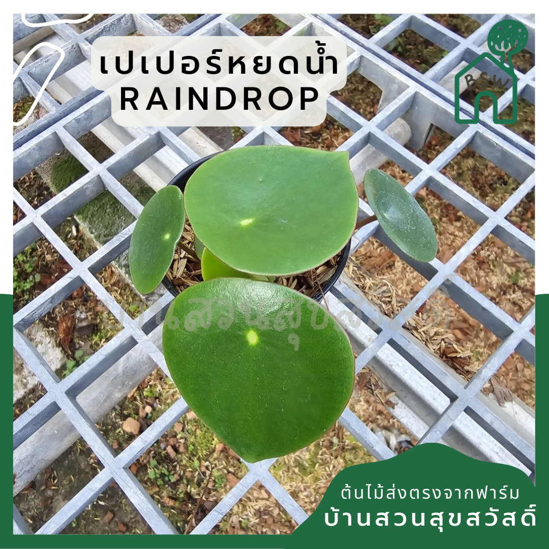 เปเปอร์โรเมียเรนดรอป กระถาง3นิ้ว
