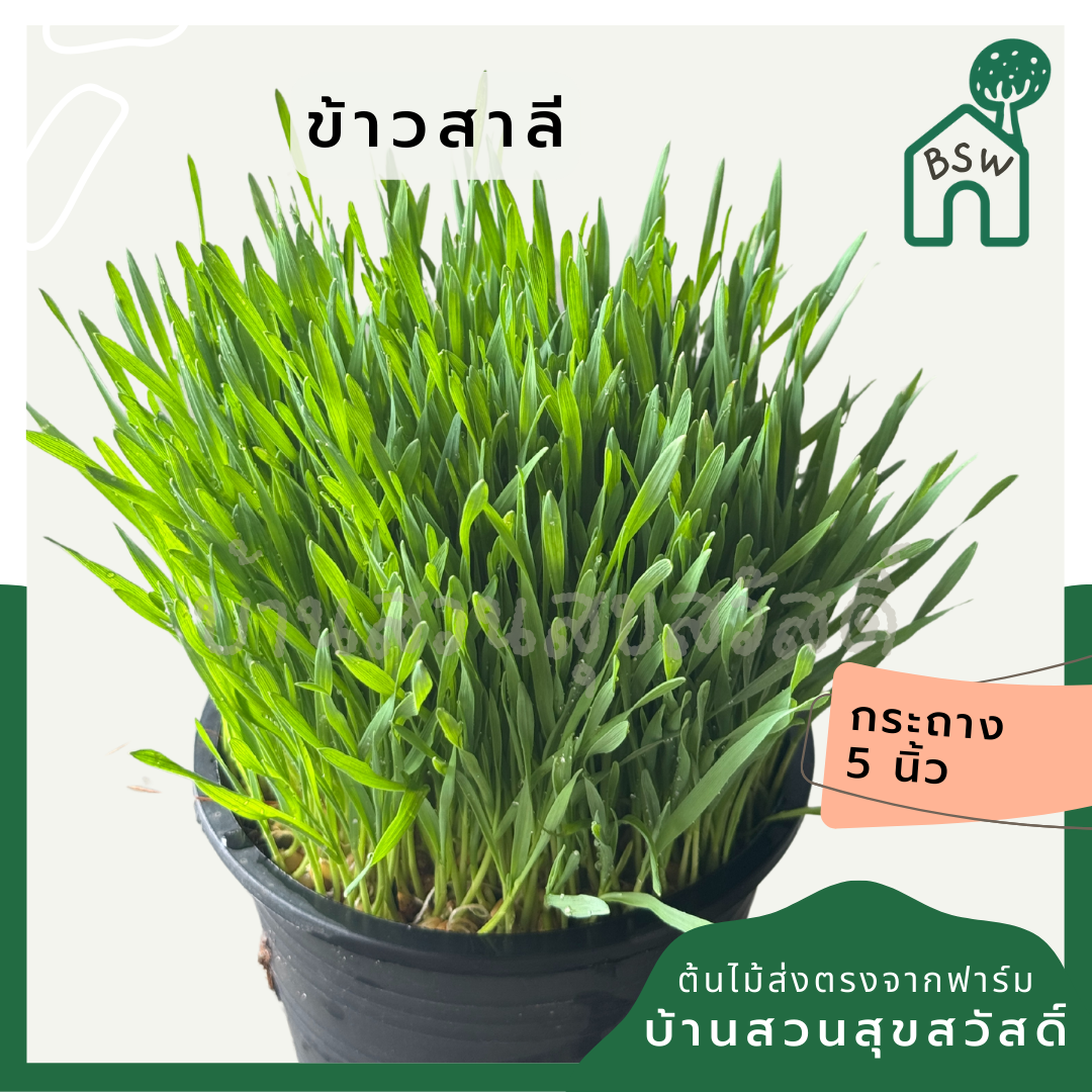 ข้าวสาลี 5 นิ้ว ให้น้องหมา น้องแมว ทานได้จุใจมากขึ้น
