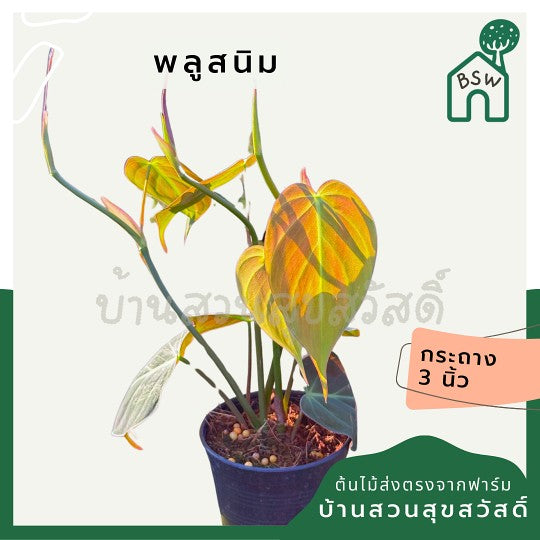 พลูสนิม สีใบจะออกสีเขียวน้ำตาลโดนแสงแล้วจะมีประกาย