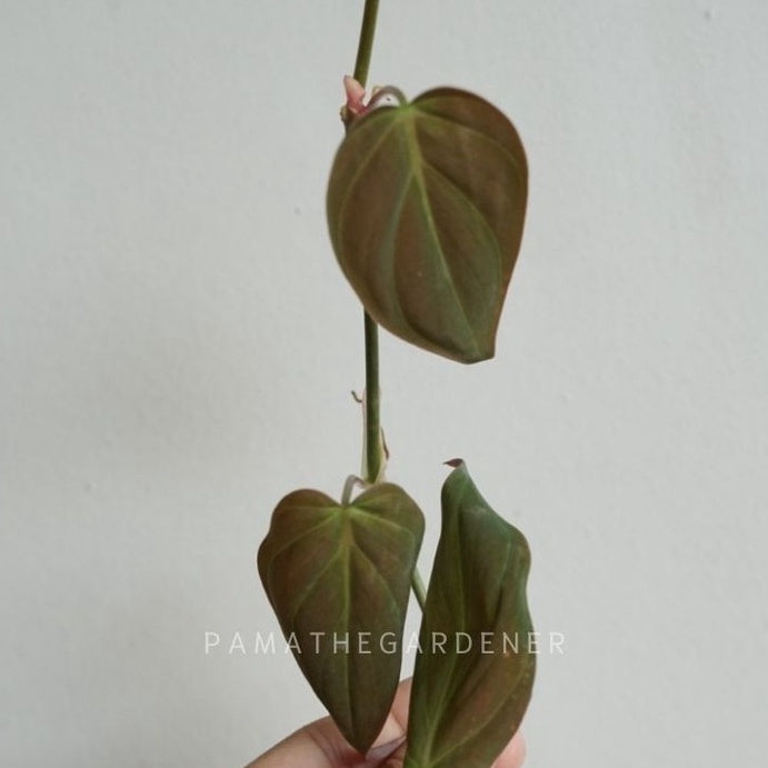 พลูสนิม สีใบจะออกสีเขียวน้ำตาลโดนแสงแล้วจะมีประกาย
